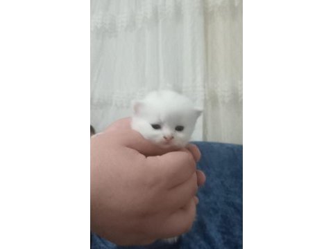 British shorthair bebeklerimiz yeni yuvasını arıyor