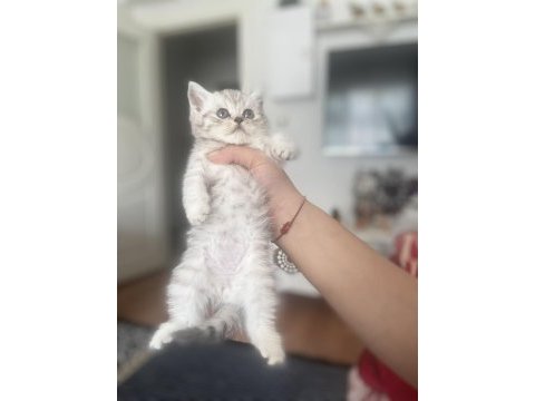 Güzeller güzeli bebekler scottish longhair