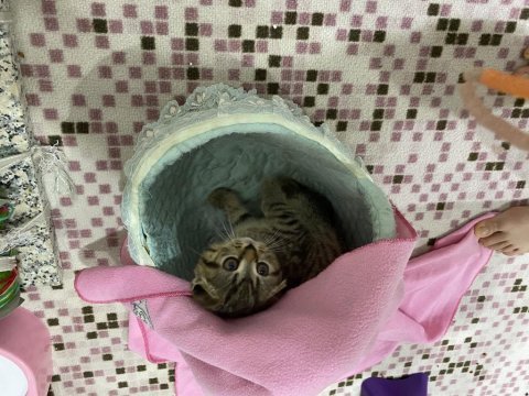 2.5 aylık scottish fold sahiplendirmek istiyorum