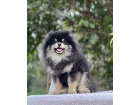 Black tan pomeranian boo erkek