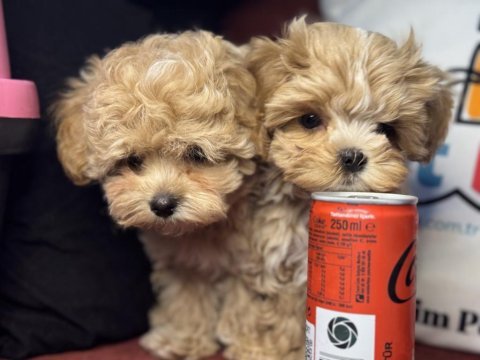 Ankarada ziyarete açık kore maltipoo yavrular