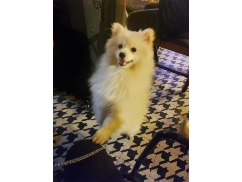 Sadece denizli içi pomeranian