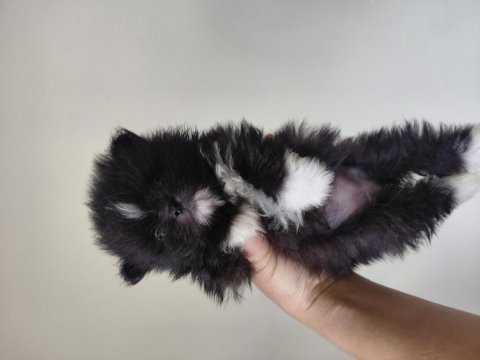Pomeranian parti color