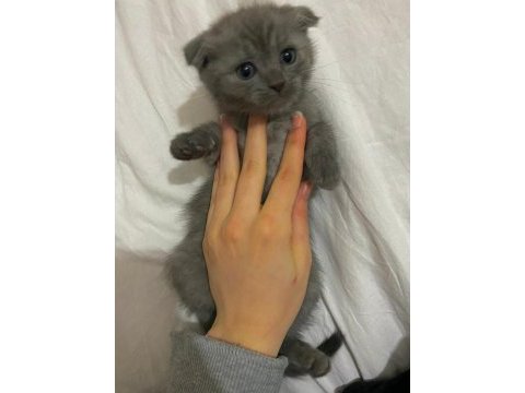 Erkek kedimiz