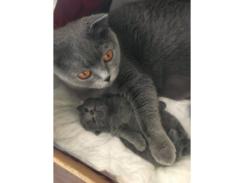Oyuncu akıllı 2 aylık a kalite scottish fold