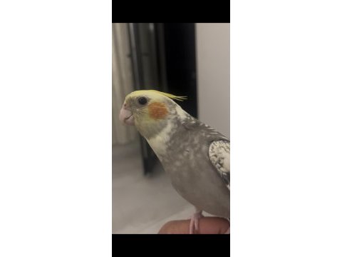Evcil erkek sultan papağanı