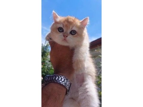 Golden british shorthair ny12