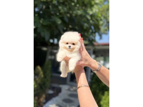 Pomeranian boo dişi köpeğimiz
