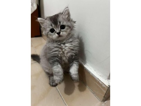 Safkan british longhair ve shorthair yavrular