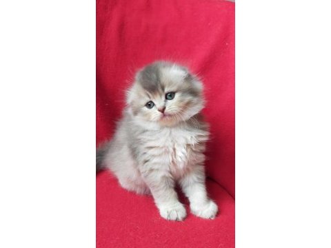 British longhair