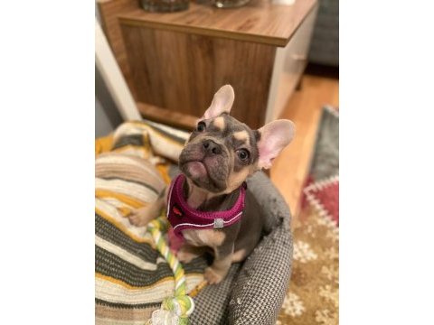 Blue french bulldog