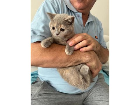 2 aylık british kedilerimiz vardır