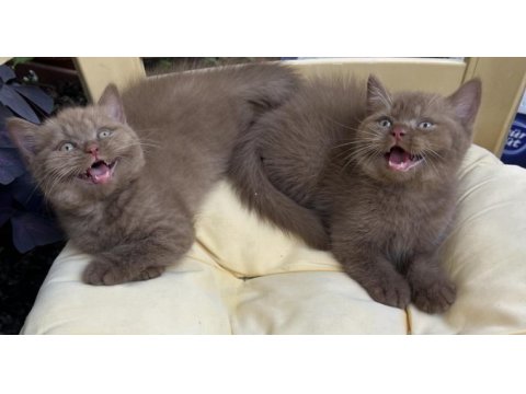 Cinnamon british shorthair