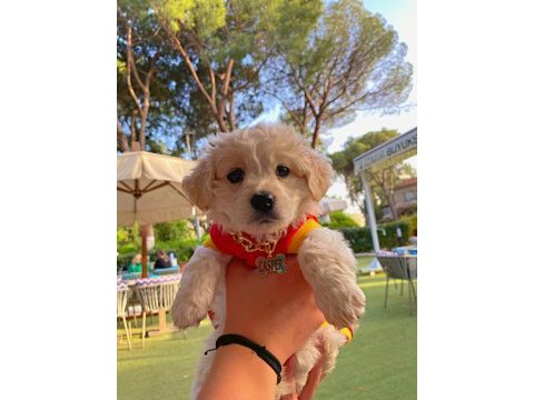 Maltese terrier yavru 3 aylık