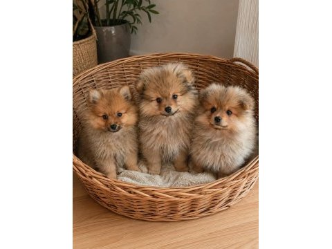 Minoş yavrular pomeranian