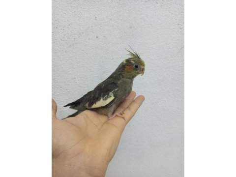 Sultan papağanı 45-50 günlük
