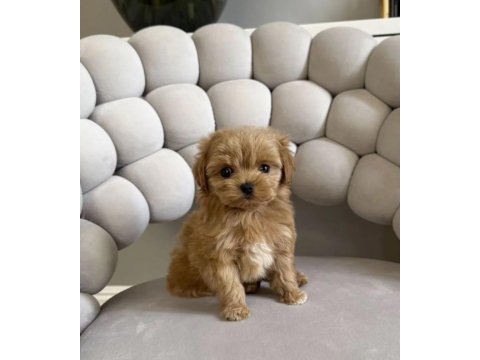 Mini güzel maltipoo bebekler 