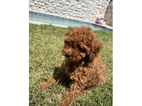 Toy poodle yavrumuz yeni ailesini arıyor