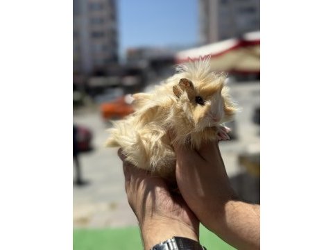 Malzeme karşılığı ginepig 3 aylık kacırılmayacak renk