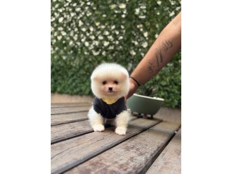 Sevimli pomeranian