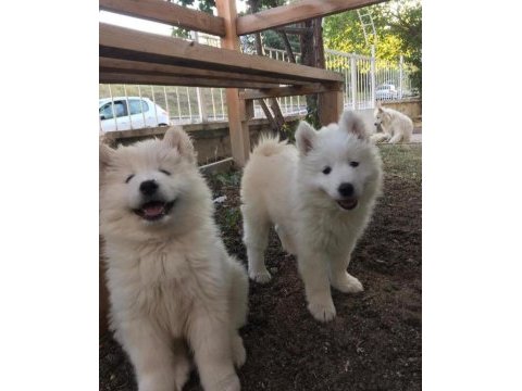 Samoyed yavrularımız ırk garantilidir