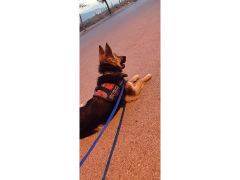 Alman çoban köpeği