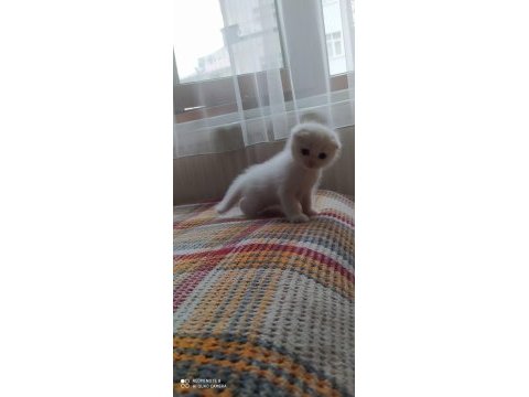 Scottish fold sağlıklı