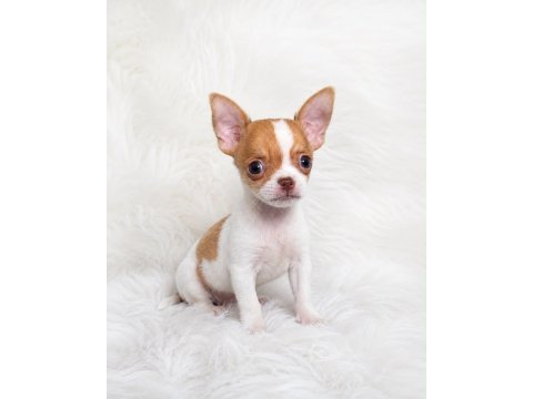 Wc eğitimli mini boy chihuahua