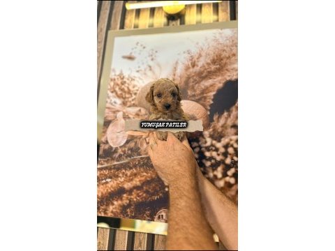 Toy poodle dişi erkek
