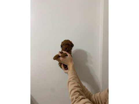 Şov kalite sağlık ırk garantili poodle yavrularımız