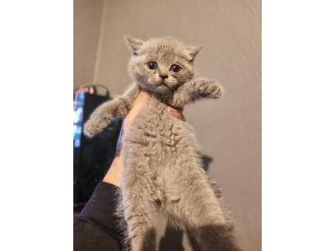 1.5 aylık british shorthair fıstıklar