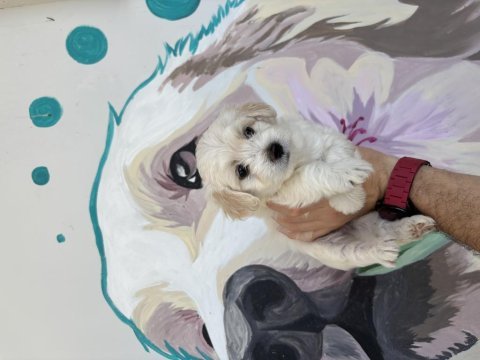 Bal gibi maltipoo bebekler