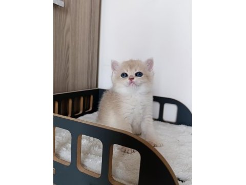 Blue golden erkek yavru kedimiz