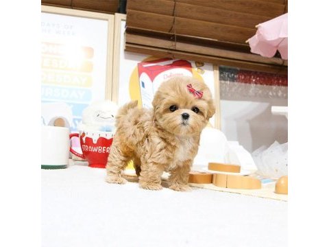 Fincan boy maltipoo bebeklerim kapıda ödemeli