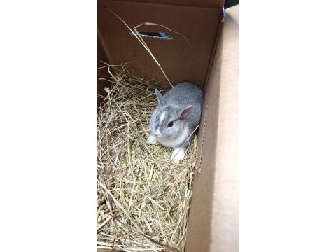Holanda lop mini lop cüce tavşan yavrular gönderim var