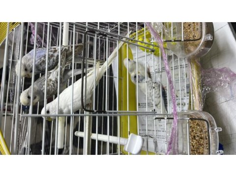 Yavru muhabbet kuşu