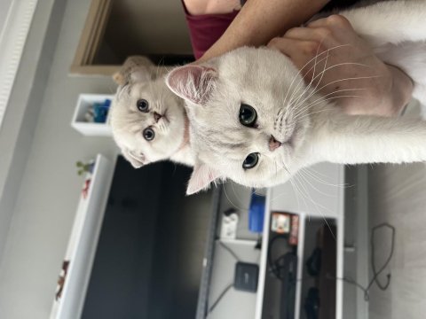 Sağlıklı british shorthair bebekler