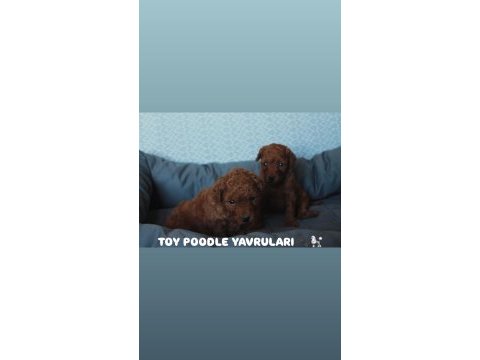 Premıum kalite toy poodle yavruları