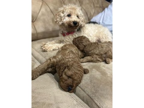 Toy poodle erkek