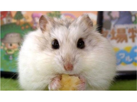 Albino gonzales ve gri gonzales hamster bebek de mevcut