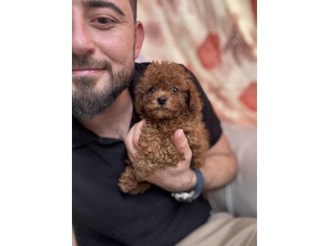 Kg garantili toy poodle yavrularım