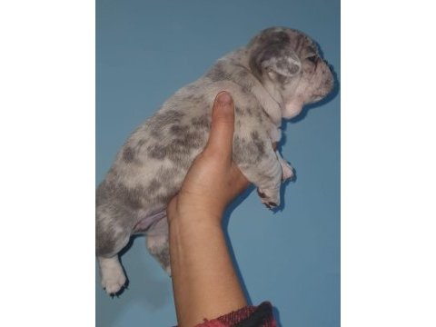 %100 ırk garantili fransız bulldog yavruları