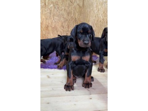 Safkan doberman yavrusu
