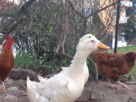 1 çift pekin ördeği amerikanla takas var