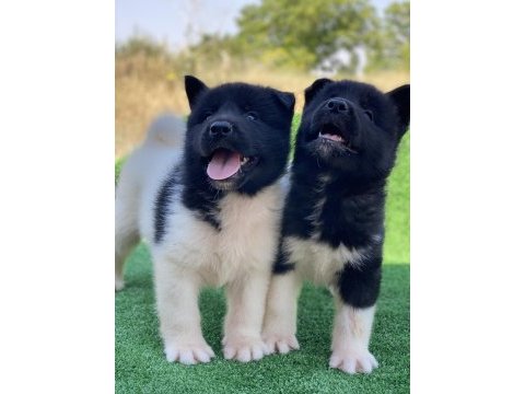Amerikan akita inu yavruları