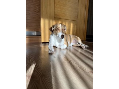 İnanılmaz uysal köpeğimiz yeni yuvasını arıyor