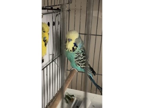 Şarjım jumbo takım ve yerli takım muhabbet kuşu