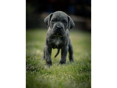 Cane corsa a kalite anne baba scr tüm illere gönderim