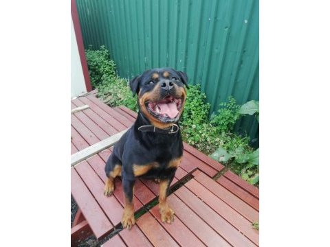 Safkan rottweiler