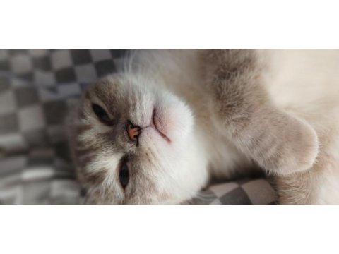 British longhair ve scottish fold yavrularımız yolda